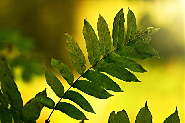 Les éco toners et leur contribution à l'impression écologique